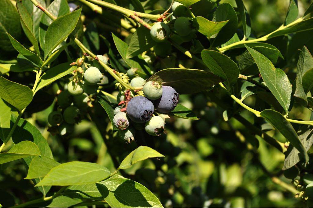 Blueberries. Copyright: Proarándanos.