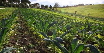 FAO offers farmers carbon capture tools