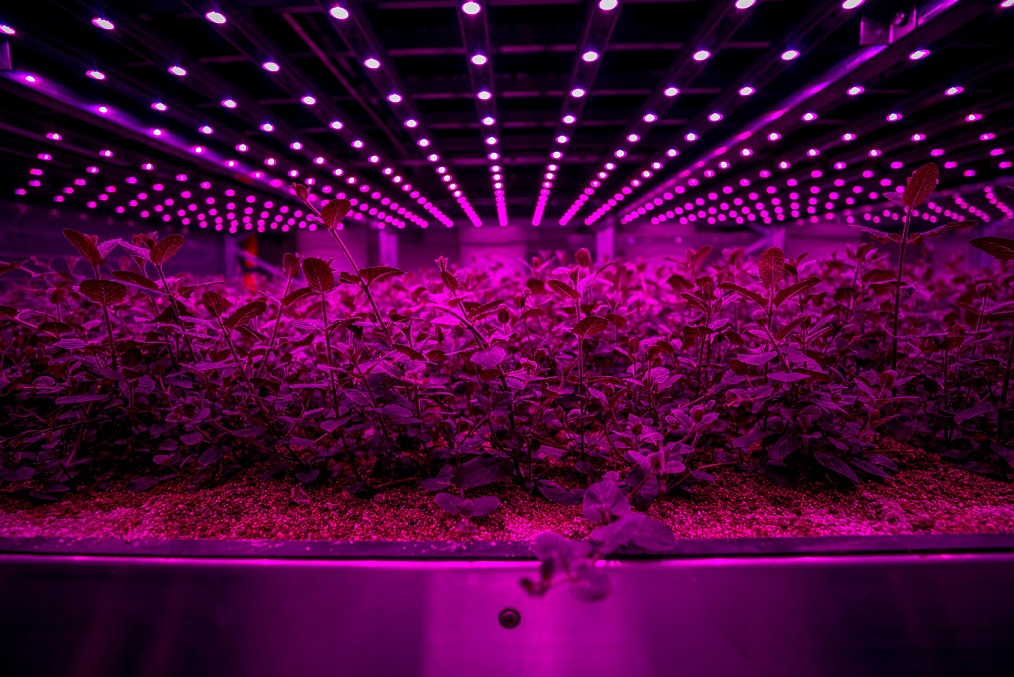 Future Crops vertical farm 1