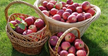 China’s apple crop bears brunt of intense heat