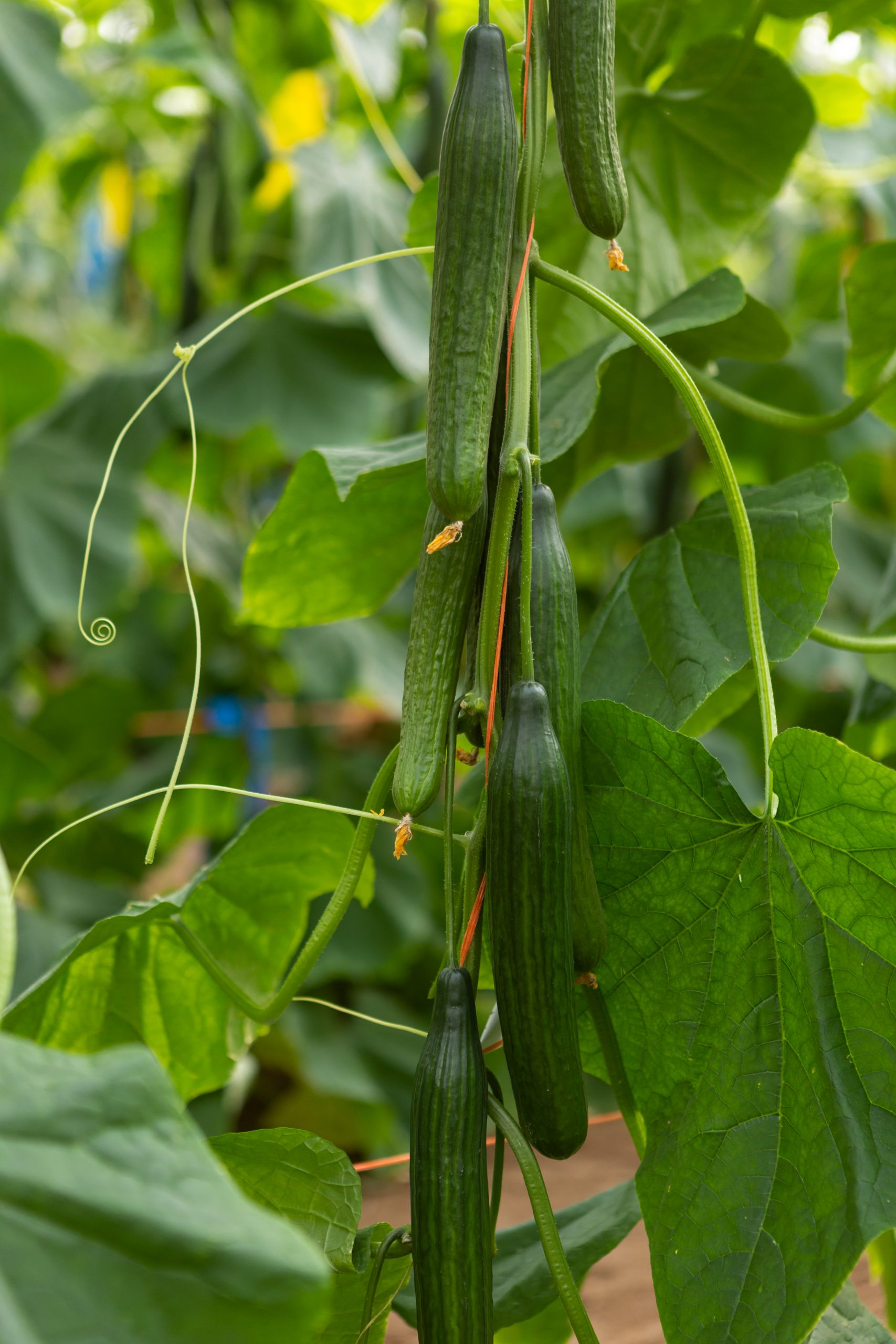 Cucumbers inf fields. Credits: Semillas Fitó.