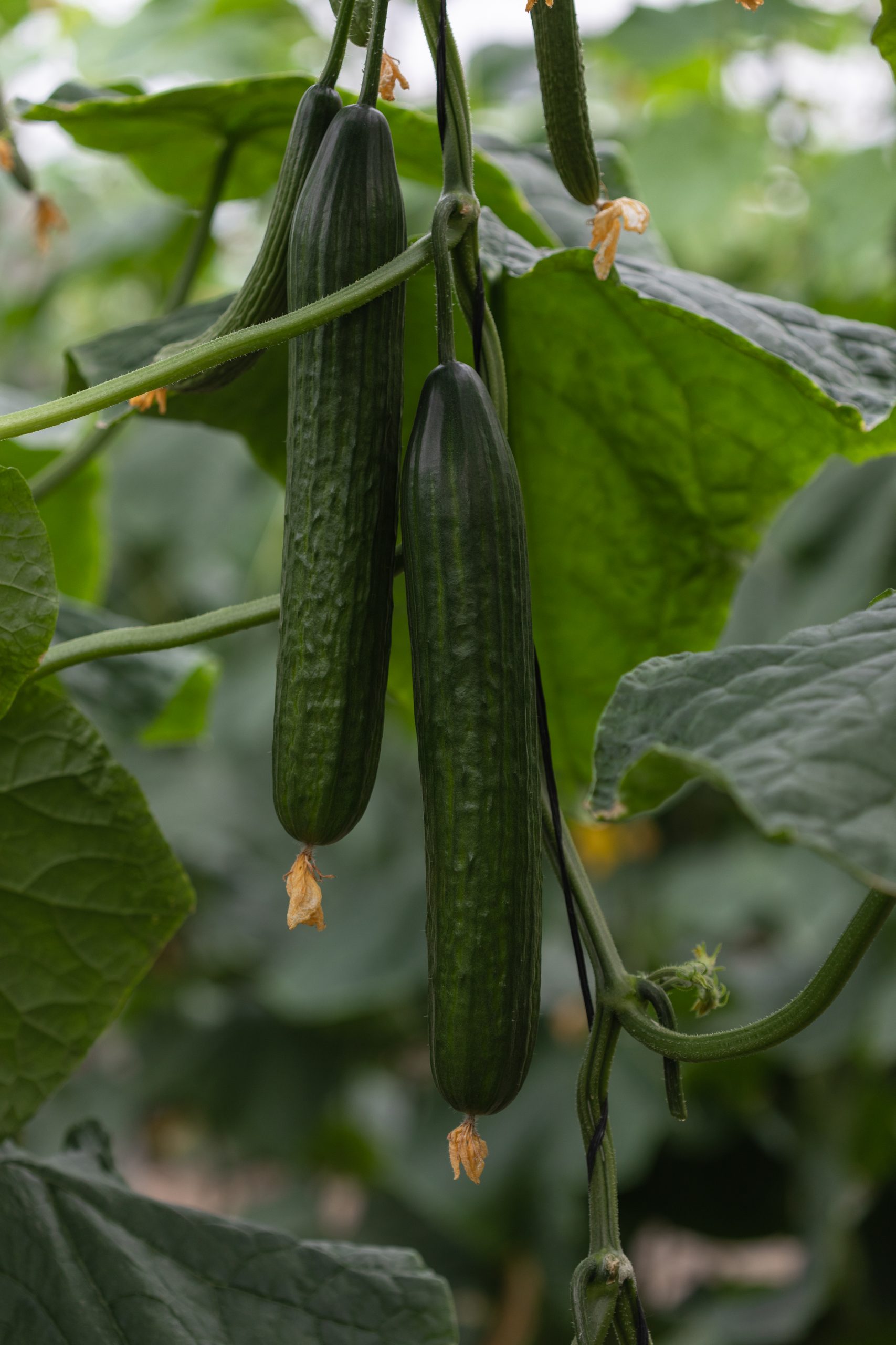 Cucumbers inf fields. Credits: Semillas Fitó.