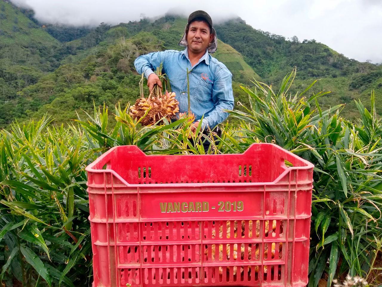 Peruvian worker in a field.