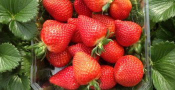 Victory and Primavera are confirmed as safe values in the current strawberry season