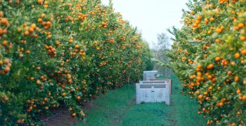 Promising outlook for Australia’s citrus campaign