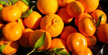 Decline of Japan’s mandarin production continues