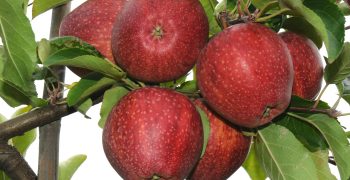 Spanish apple production “close to zero-carbon footprint”