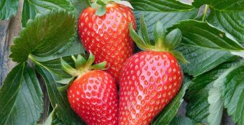 Parthenope®, a variety of strawberry from CIV suitable for the Mediterranean climates, confirms its potential also in the Piana del Sele