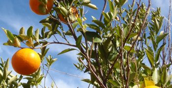 Costa Rica’s orange crop rebounds