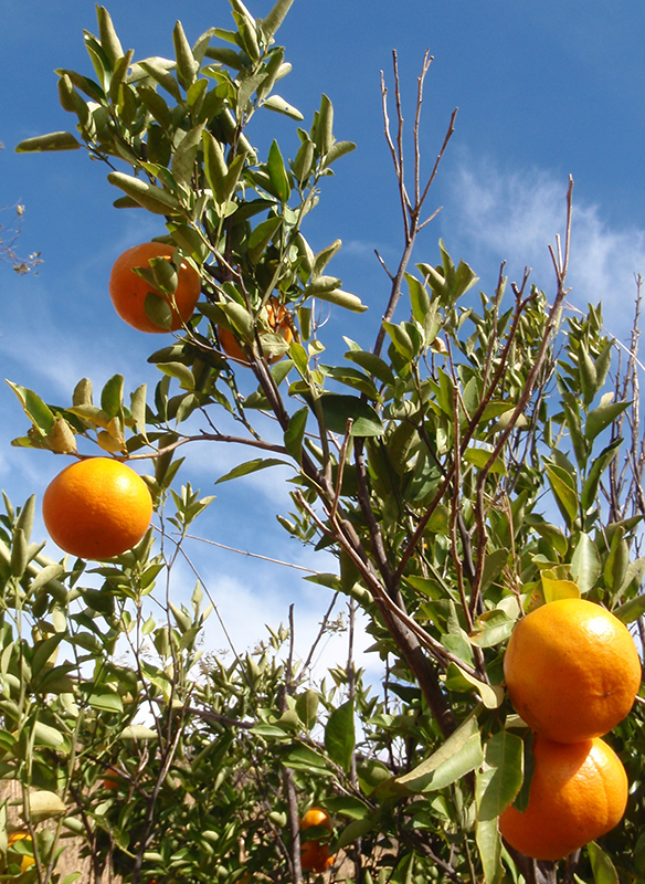 COSTA RICAN ORANGES. COPYRIGHT: Alex Ragus.