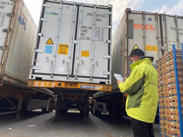 Chilean cherries facing slow customs clearance problems in China. Copyright: D-Quality Survey.