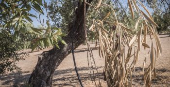 Identified a natural solution against Xylella fastidiosa, one of the diseases that most worries agriculture
