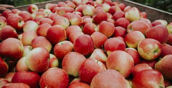European apple stocks up 6.8% but pear supply plummets