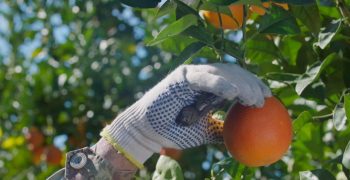 Citrus fruits, Sicilian roots feed on innovation