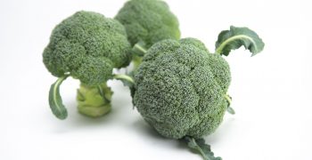 Sakata revolutionises winter broccoli with Ulysses