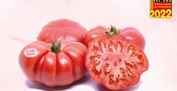 CASSAROSA® ribbed pink tomato wins FLAVOR OF THE YEAR 2022