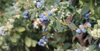 Theft of blueberry plants in Huelva raises alarm bells