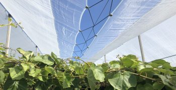 Kiwi: Protecta® complete protection even for organic orchards