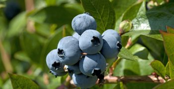 Global blueberry industry gears up for South American Blueberry Convention