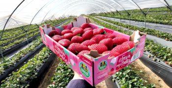 Alcampo range of organic strawberries 