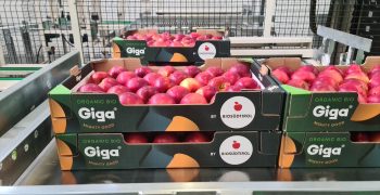 Organic apples in the Arab Emirates. Sustainability, origin and brand name the key values