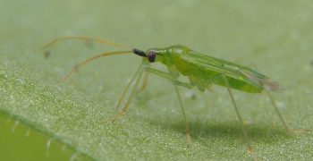 Feed Macrolophus-System for best start in tomatoes