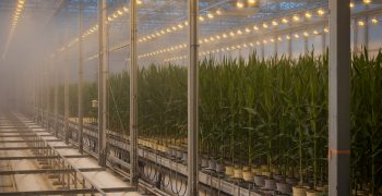 Bayer highlights advancements of agriculture industry’s most prolific R&D pipeline