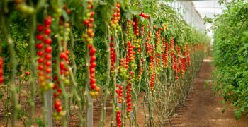 Tomatoes dominate Andalusia’s organic greenhouses