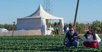 Spinach steals the show at Tozer Ibérica open days