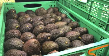 Mercadona commits to supporting Spanish avocado sector and fair practices