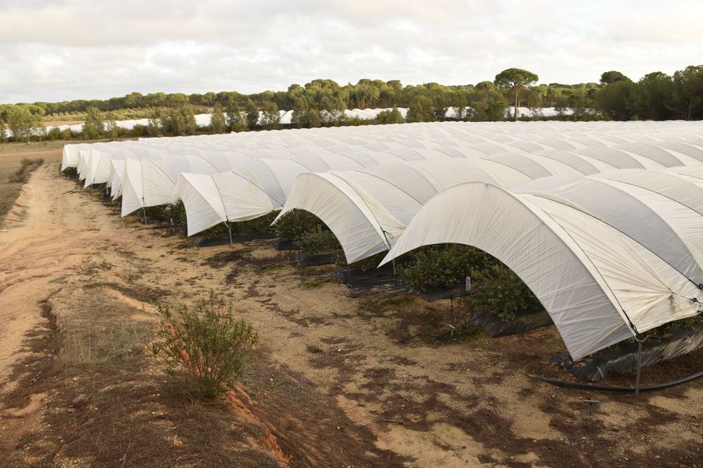 illegal strawberry greenhouses at the Spanish World Heritage Site Doñana. Copyright: Jorge Sierra, WWF.