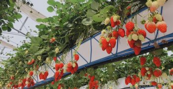Growers in México report that Hydroponic Systems’ Spacers improve crop quality and yield by up to 5%