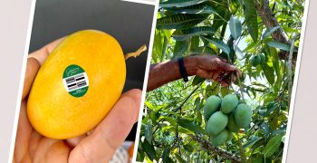 Sugar Sweet Mangos™ begin 2022 Export Season