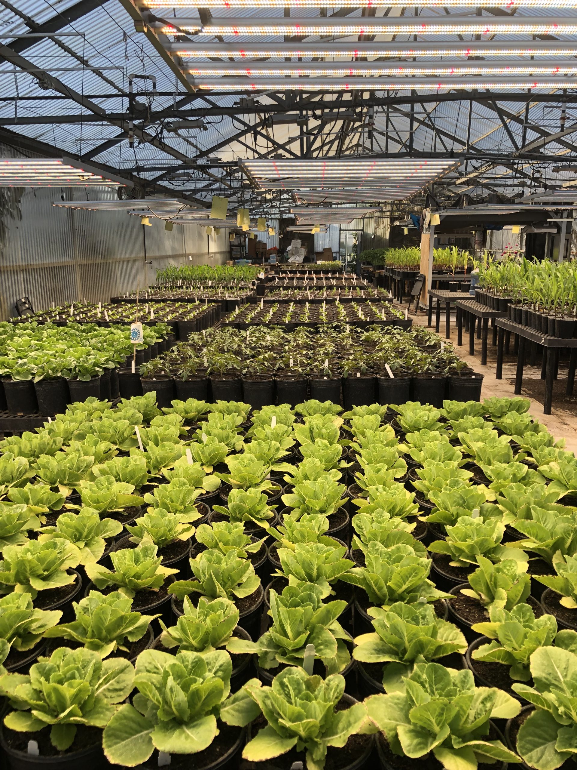 Photo of BioConsortia greenhouse experiment assaying microbe lead performance across multiple crops