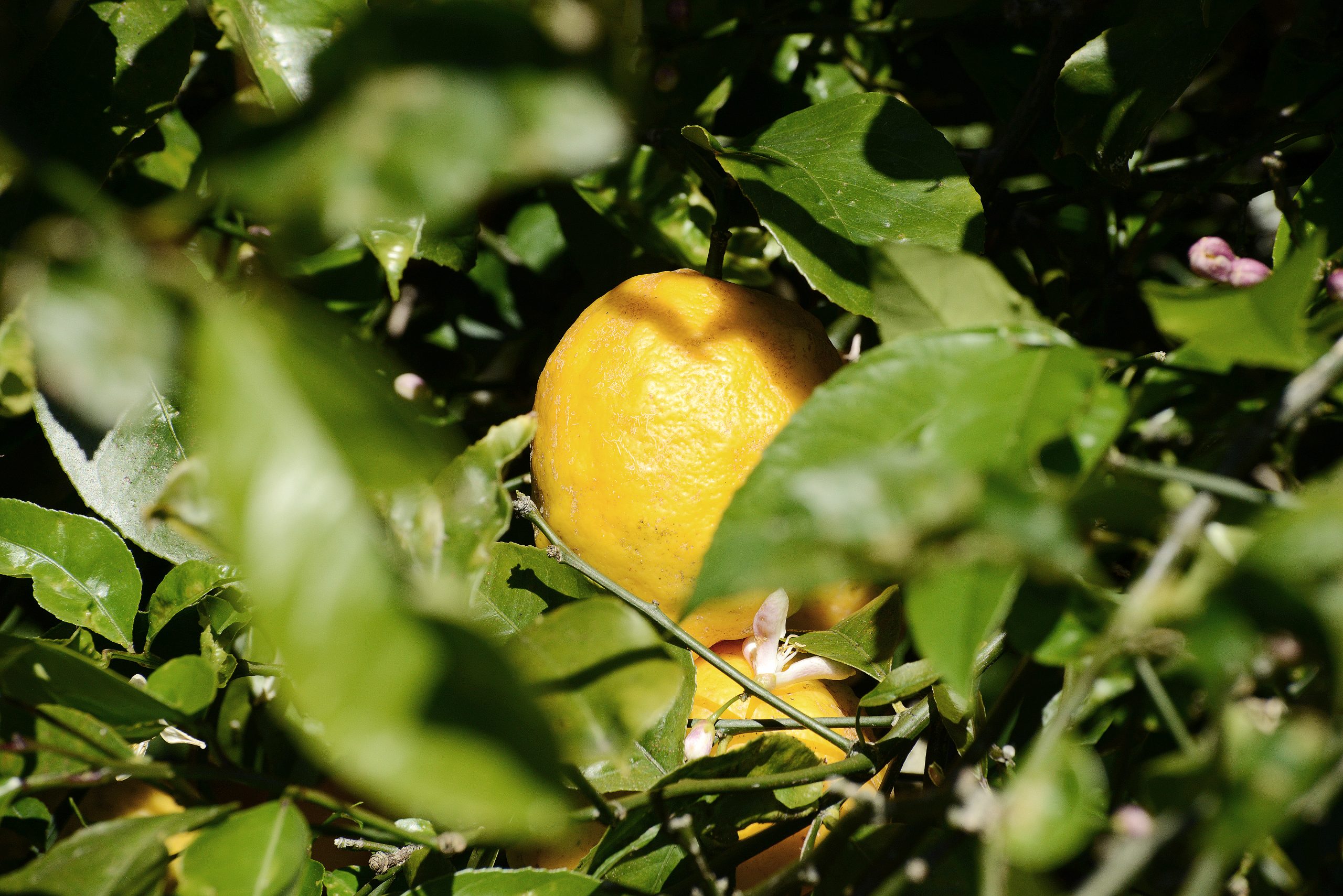 Close up on a citrus in a field.