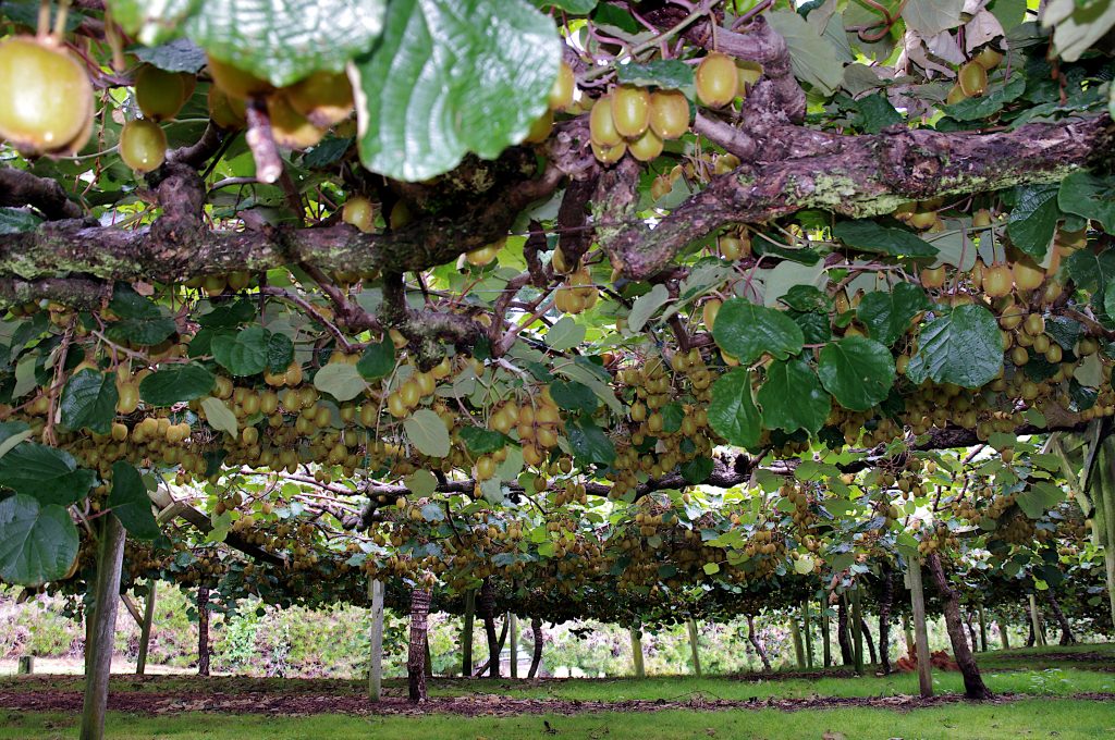 kiwifruit orchard