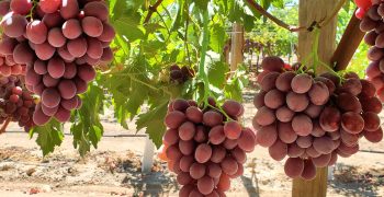 Sun World launches brand-new grape varieties