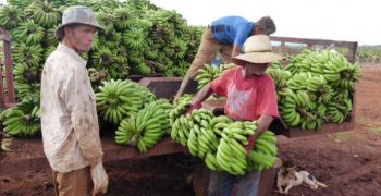 Cuba and US seeking bilateral agricultural cooperation