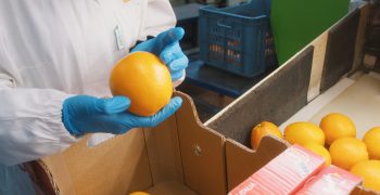 Unifrutti reopens the Sicilian blood orange trade route to Japan