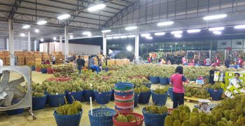 Thai durian exports under the microscope following Covid-19 detection