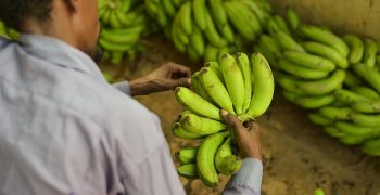 Indian bananas and baby corn gain access to Canadian market