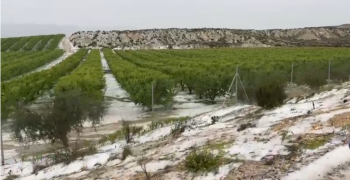 Hail destroys over 1,500 hectares of stone fruit in Murcia