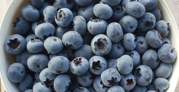New Blueberry Varieties Available For Growers