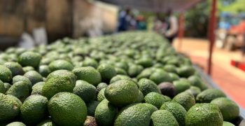 Zambian avocado exports get green light from EU 