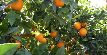 Citrus prices paid to Valencia producers “halve” in one year