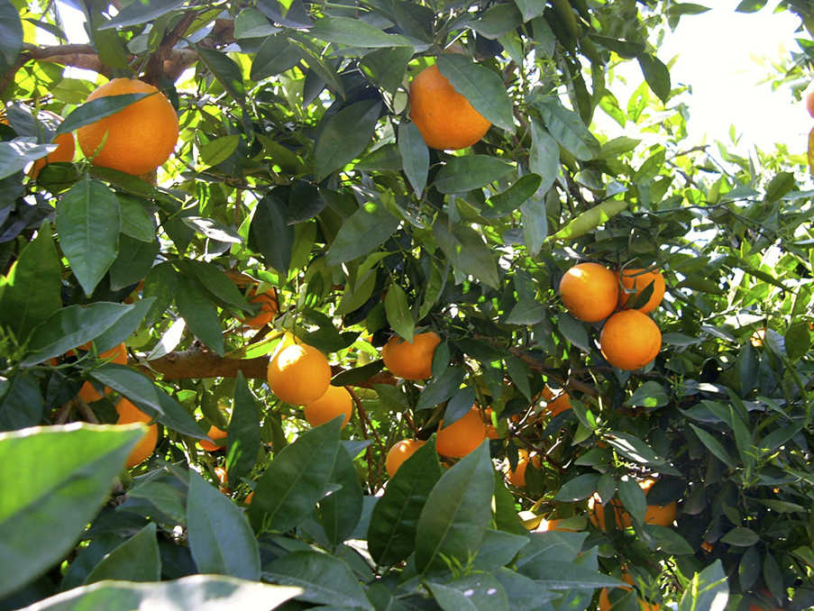 Orange field