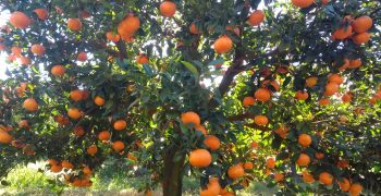India to lower tariffs on imports of Australian citrus 