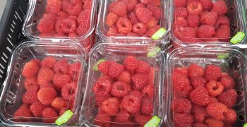 Huelva’s raspberry prices up 30% 