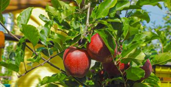 South African pome fruit crop to break records 