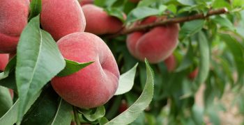 Up to 85% of Catalan stone fruit might not be harvested